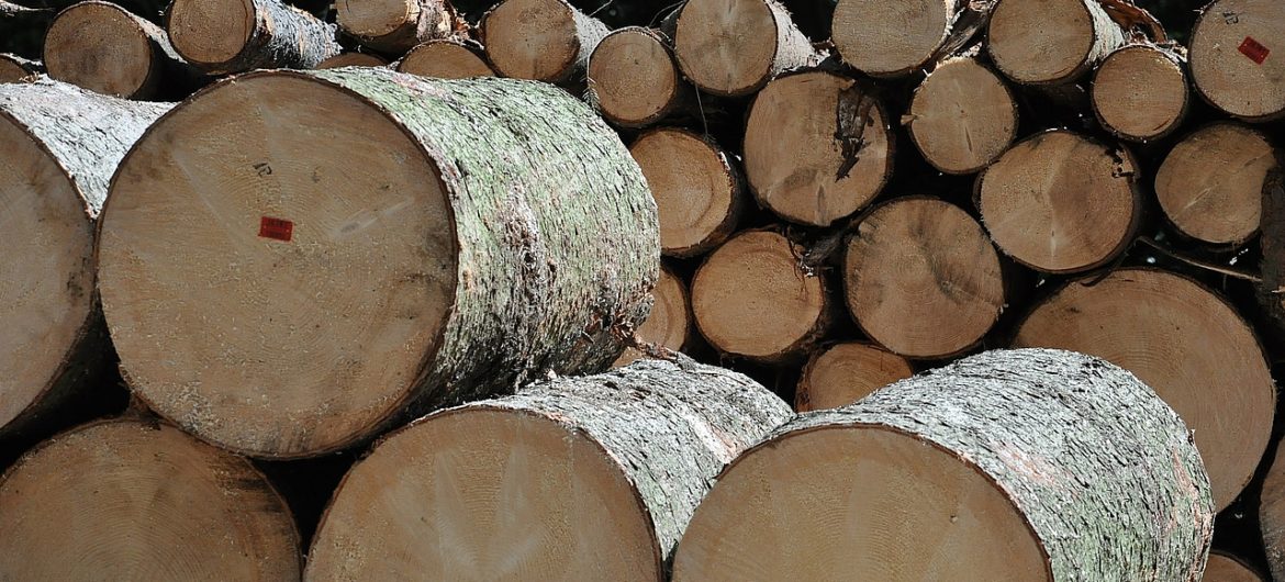 Trwa masowa wycinka Lasu Bawarskiego. „Ponad połowa drzewostanu zagrożona jest przez korniki”