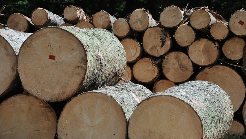 Trwa masowa wycinka Lasu Bawarskiego. „Ponad połowa drzewostanu zagrożona jest przez korniki”