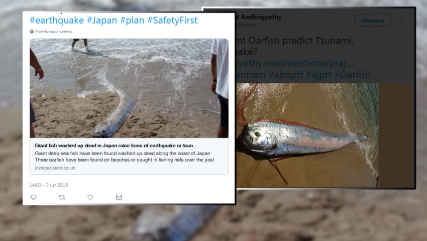 Martwe ryby wywołały panikę w Japonii. Ludzie sądzą, że to zwiastun nieszczęścia
