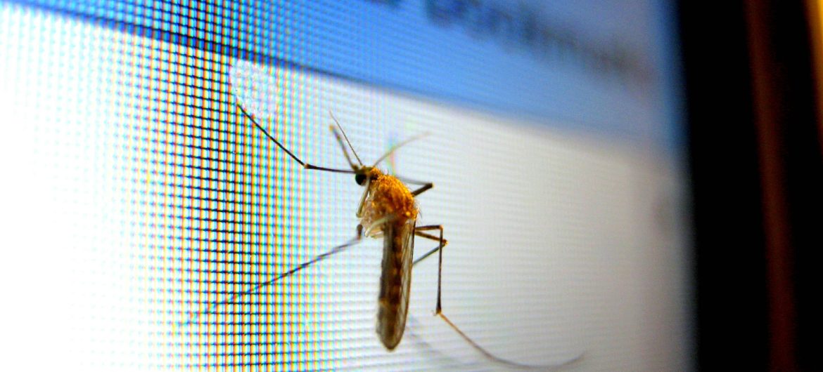 W Bolonii biologiczna walka z komarami tygrysimi