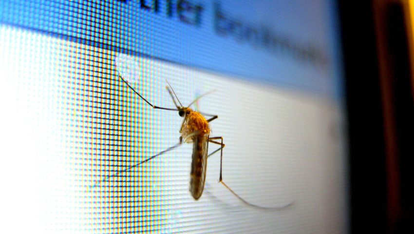 W Bolonii biologiczna walka z komarami tygrysimi