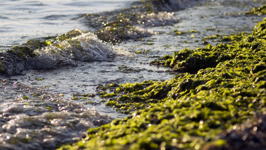 Toksyczny osad na plażach. Może zabić w sekundy!