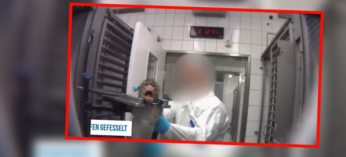 Barbarzyńskie testy na zwierzętach w niemieckich laboratoriach medycznych. Szokujące sceny