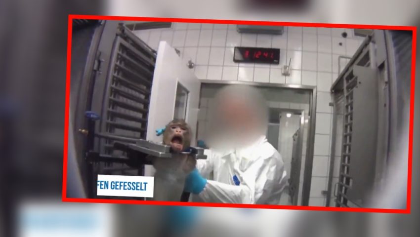 Barbarzyńskie testy na zwierzętach w niemieckich laboratoriach medycznych. Szokujące sceny