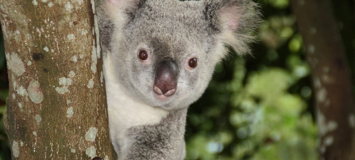 Misie Koala jednak nie wyginęły. Szokująca informacja okazała się fake newsem