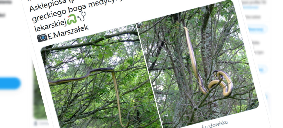 Wybierasz się na grzyby? Takie cuda można spotkać w polskich lasach. Zdjęcie podbija internet