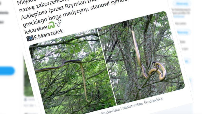 Wybierasz się na grzyby? Takie cuda można spotkać w polskich lasach. Zdjęcie podbija internet