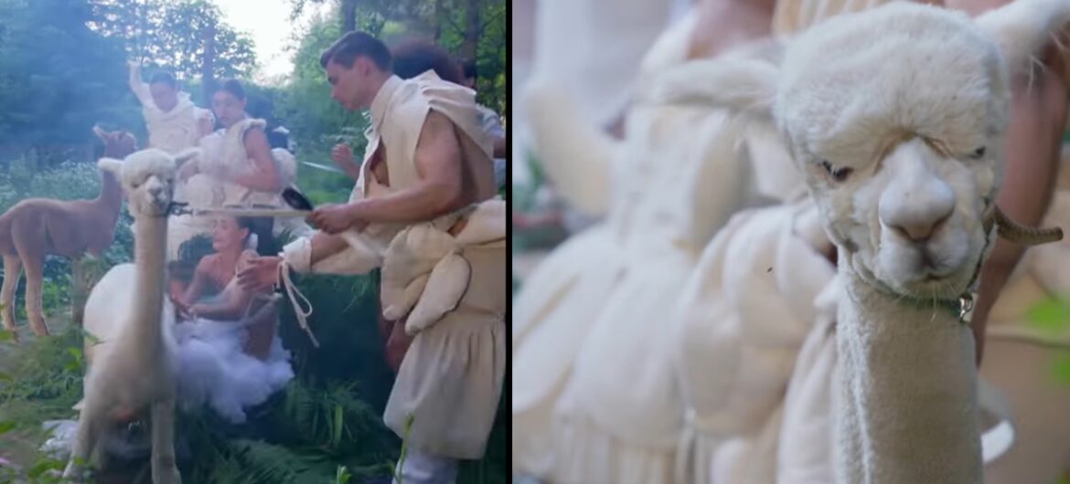 TVN męczył zwierzęta w swoim programie? Przerażające sceny na planie Top Model