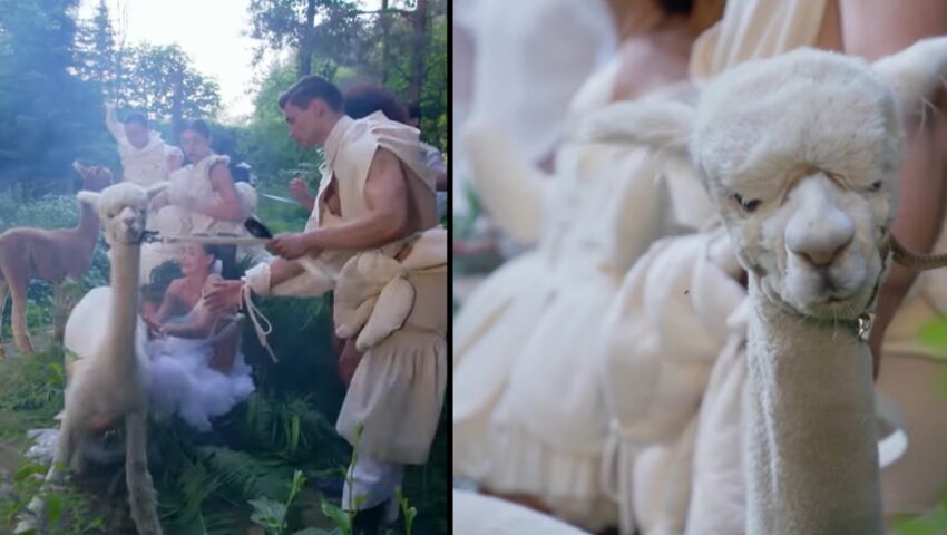 TVN męczył zwierzęta w swoim programie? Przerażające sceny na planie Top Model