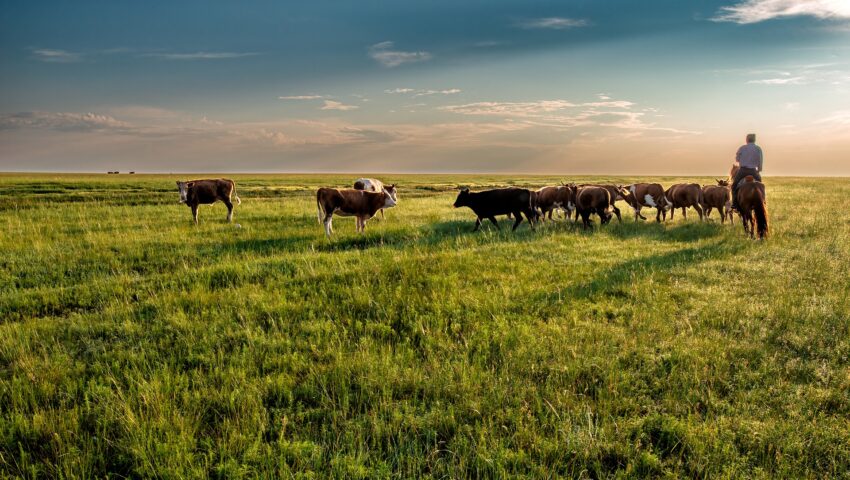 Władze Nowej Zelandii chcą opodatkować beknięcia krów. W imię walki z klimatem