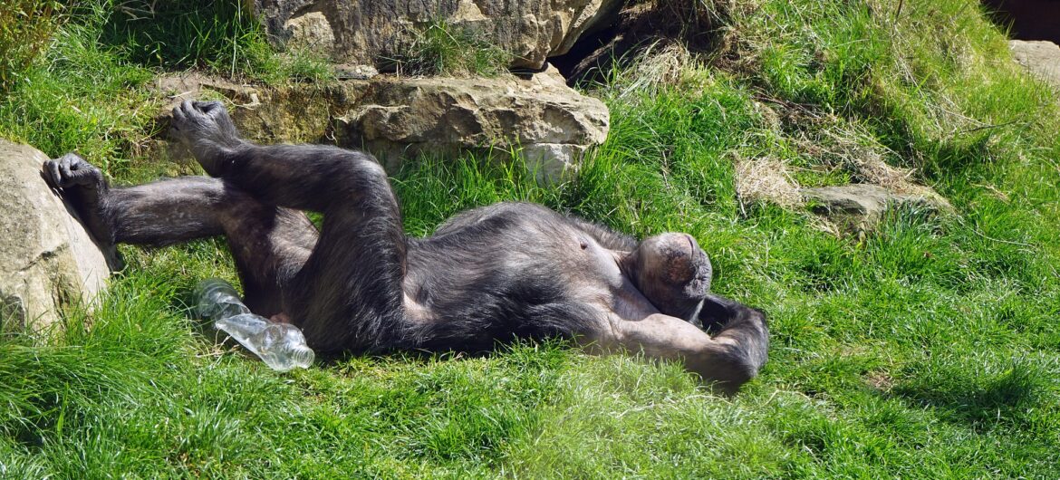 Szympans uciekł z zoo. Wrócił do niego na rowerze