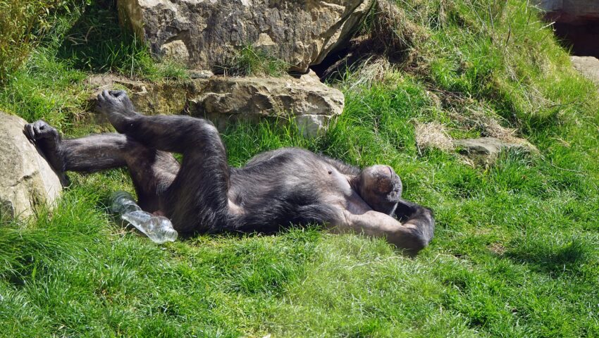 Szympans uciekł z zoo. Wrócił do niego na rowerze
