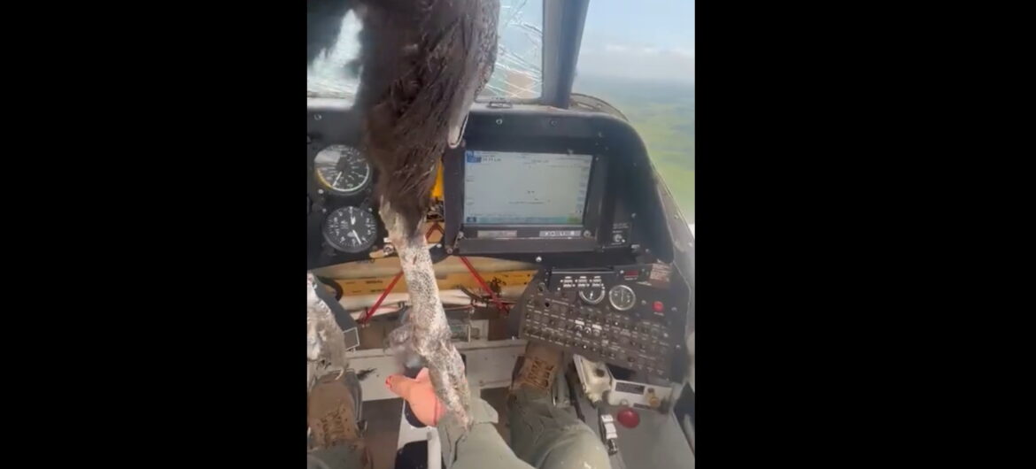 Kondor wbił się w samolot. Pilot miał niebywałe szczęście i zdołał wylądować