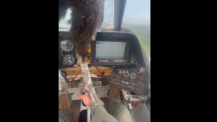 Kondor wbił się w samolot. Pilot miał niebywałe szczęście i zdołał wylądować