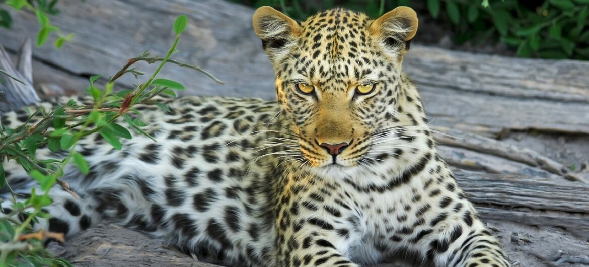 Ewakuacja ogrodu zoologicznego. Z wybiegu uciekł lampart