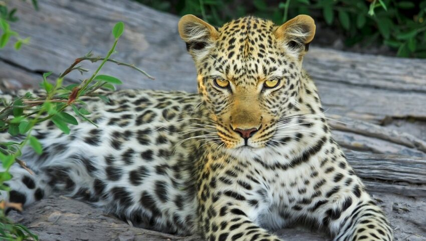Ewakuacja ogrodu zoologicznego. Z wybiegu uciekł lampart