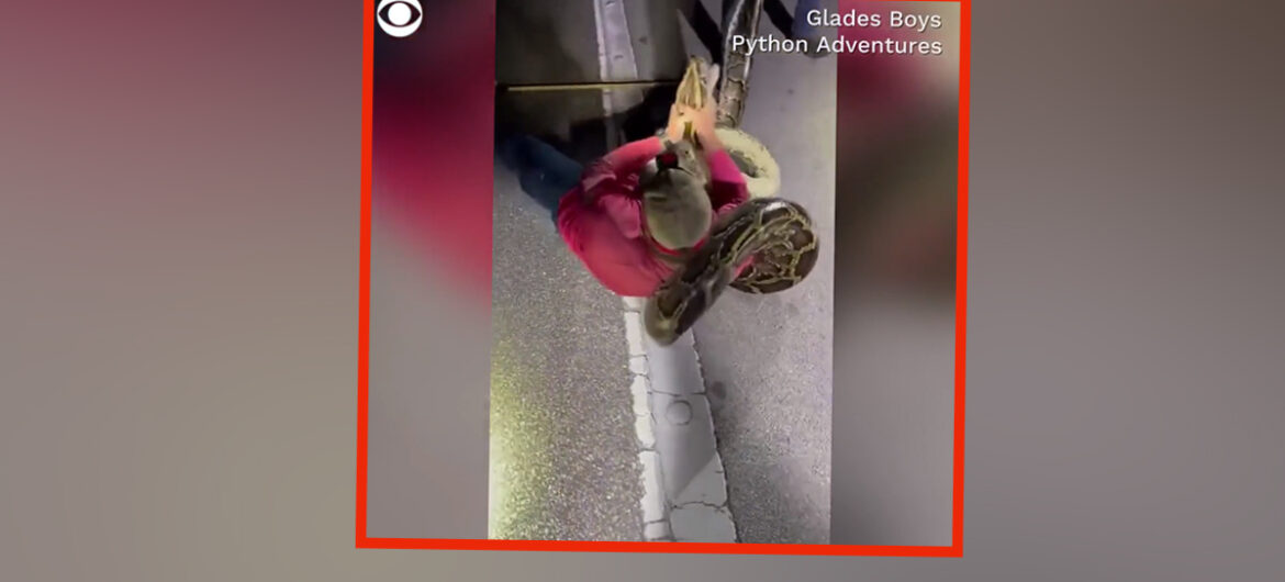 Przerażające! Schwytano pytona birmańskiego o długości prawie 6 metrów
