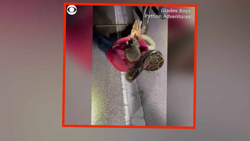 Przerażające! Schwytano pytona birmańskiego o długości prawie 6 metrów