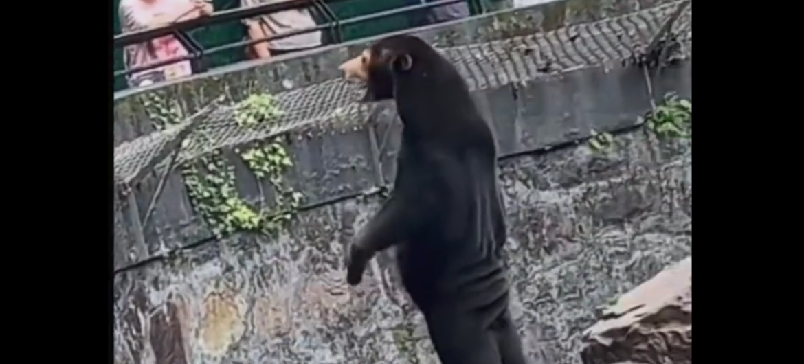 Niedźwiedź był człowiekiem w kostiumie? Ogród zoologiczny dementuje