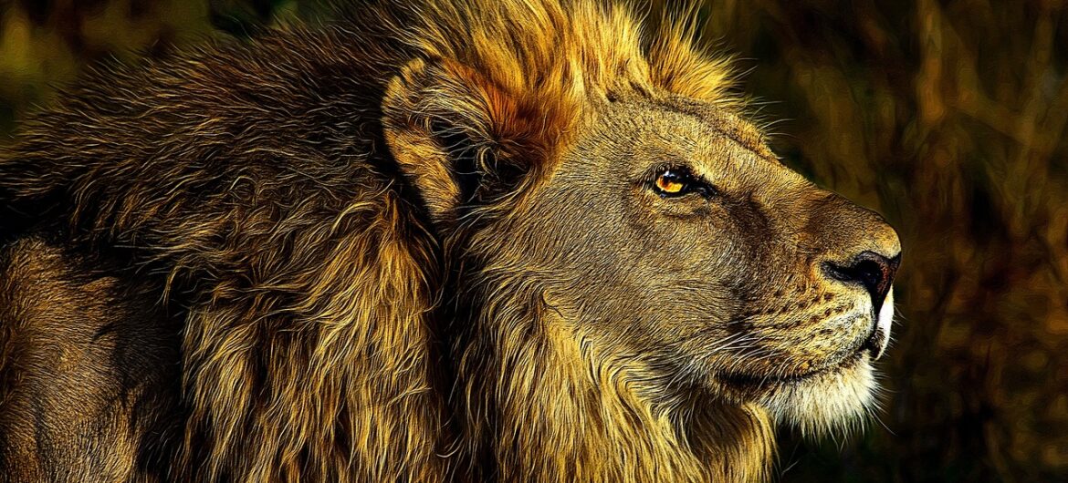 Pracownik zoo nie zamknął klatki z lwem. Przypłacił to życiem