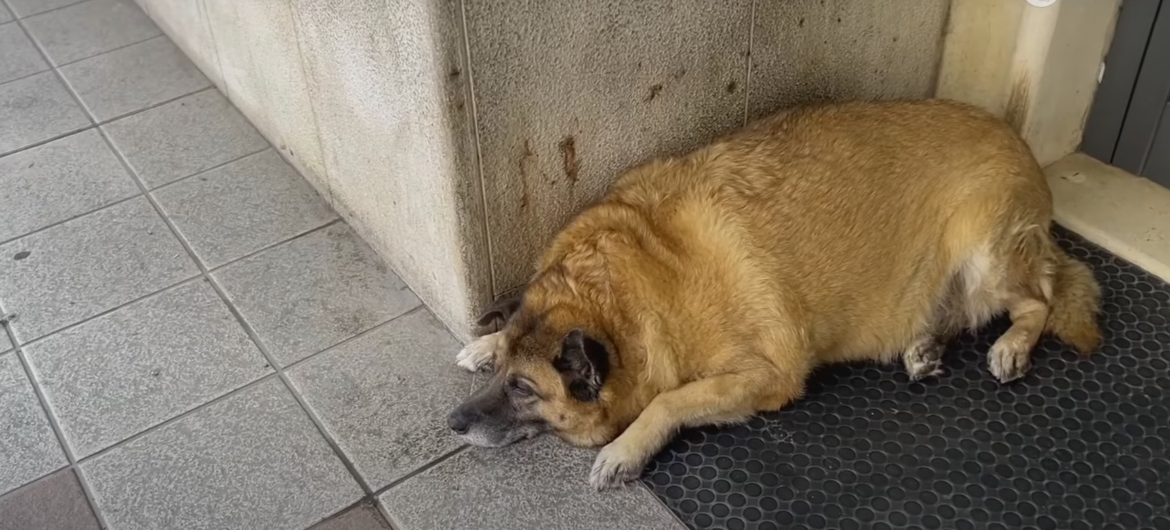 Mieszkańcy miasteczka dostali zakaz dokarmiania bezdomnego psa. Dla jego dobra