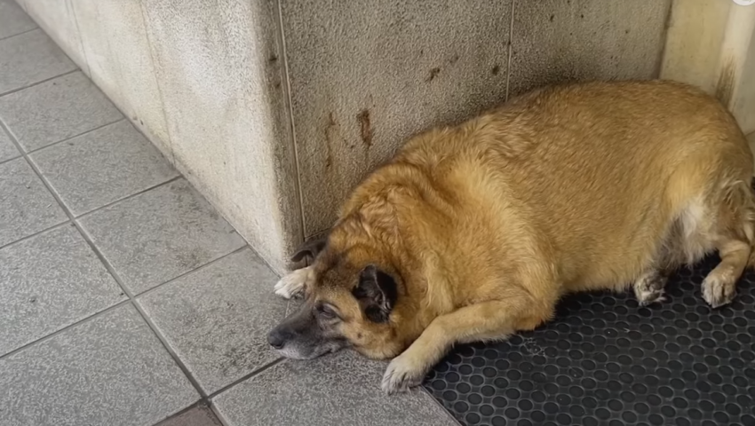 Mieszkańcy miasteczka dostali zakaz dokarmiania bezdomnego psa. Dla jego dobra