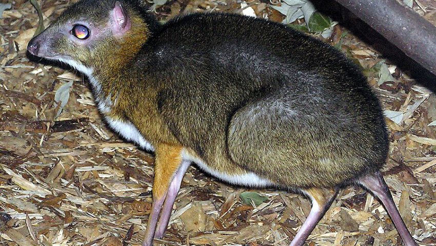 W warszawskim zoo urodził się myszojeleń