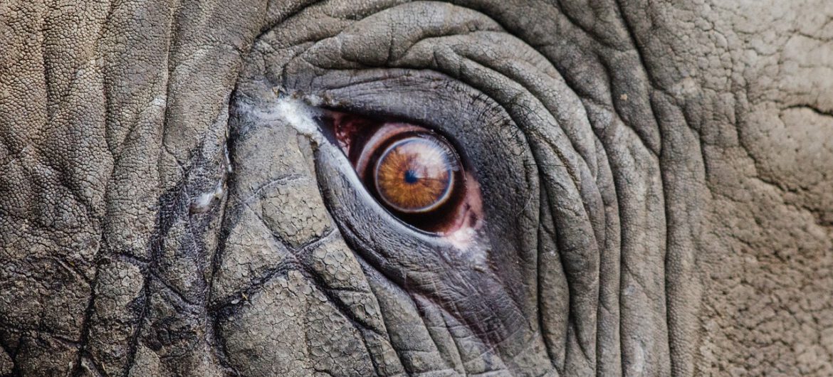 Dziesiątki martwych słoni przy wodopoju. To może być dopiero początek