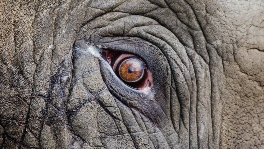 Dziesiątki martwych słoni przy wodopoju. To może być dopiero początek
