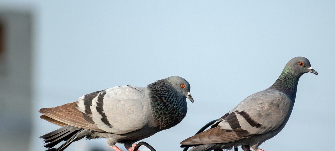 Taksówkarz przejechał gołębia. Aresztowała go policja