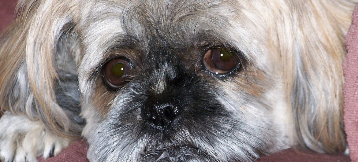 Powiedział rodzinie, że odda psa do adopcji. Niedługo później wyrzucił go do śmieci