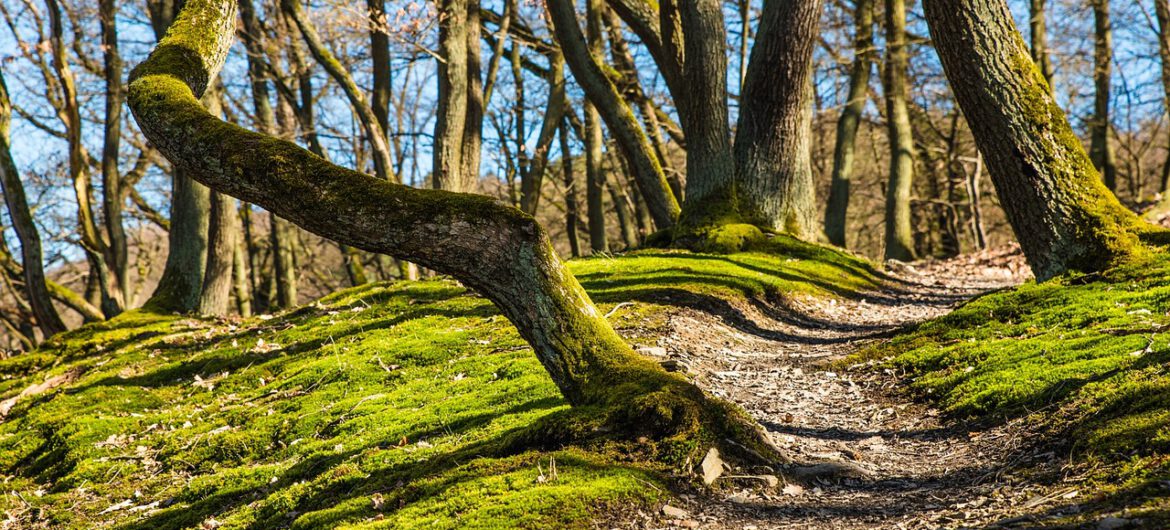 Świąteczne znalezisko w lesie. Zwykła torba skrywała fortunę