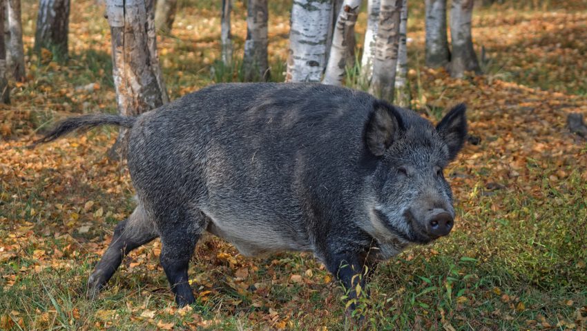 Dzik zaatakował kobietę. 55-latka walczy o życie