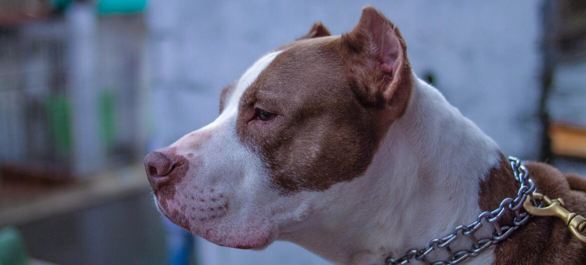 Kobieta straciła nogi po ataku pitbullów