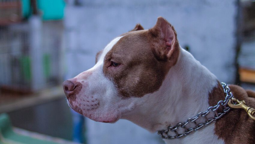 Kobieta straciła nogi po ataku pitbullów