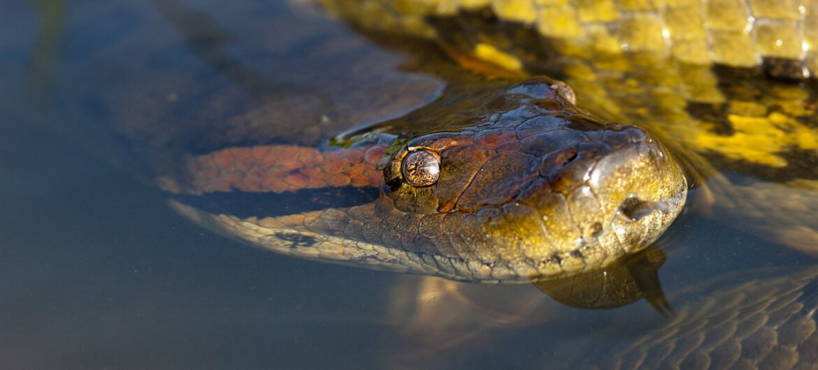 Odkryto nowy gigantyczny gatunek węża