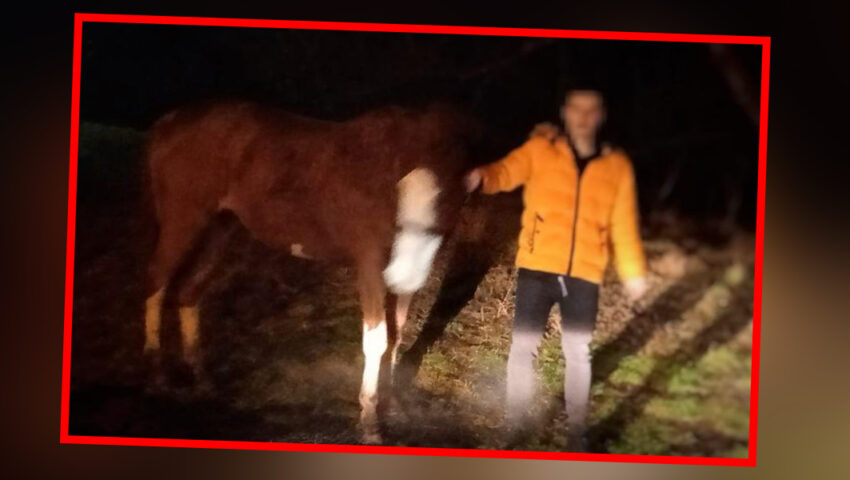 19-latek z Wejherowa ukradł klacz i chciał ją wprowadzić do mieszkania w bloku. Powstrzymali go policjanci