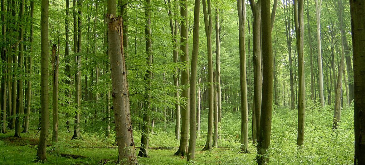 Przedszkolacy mieli lekcję bezpieczeństwa w lesie. Przygniótł ich pień drzewa