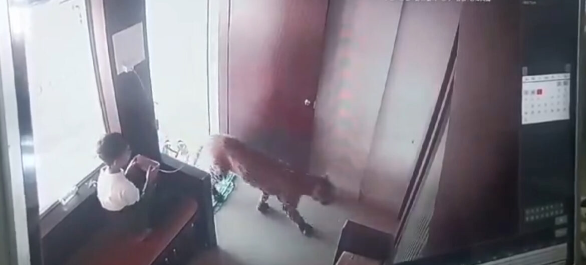 Chłopiec grał w grę, gdy do pokoju wszedł lampart. Młodzieniec nie wahał się ani chwili