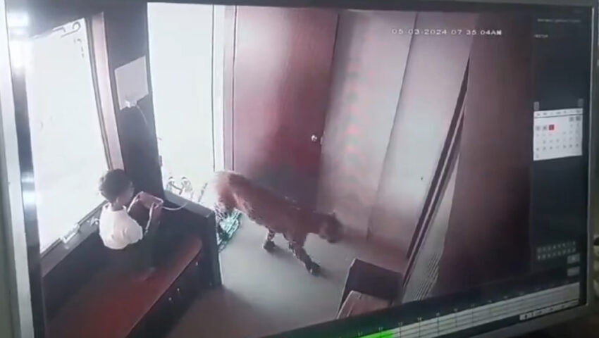 Chłopiec grał w grę, gdy do pokoju wszedł lampart. Młodzieniec nie wahał się ani chwili