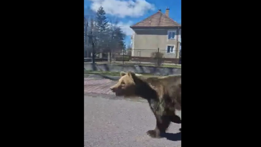 Stan wyjątkowy po “odwiedzinach” niedźwiedzia w mieście