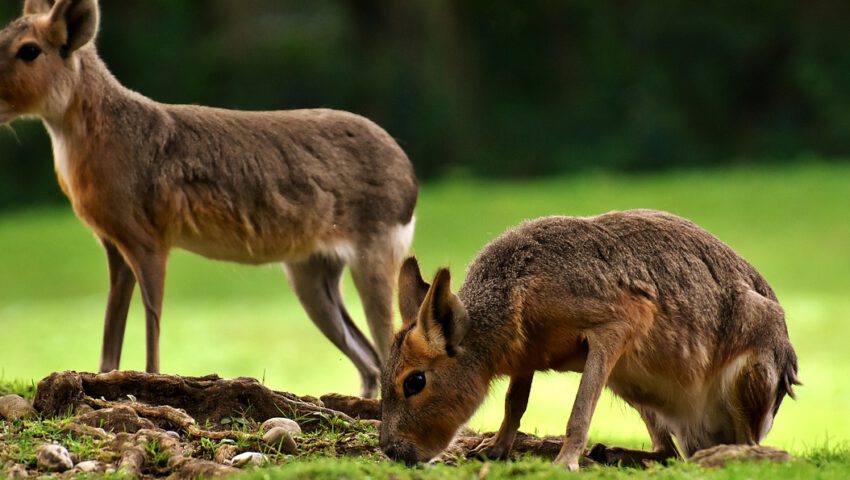 Dramat w zoo. 9-latek udusił 12 zwierząt