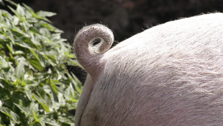 Niewiele brakowało, a ludzie nadal mieliby ogony