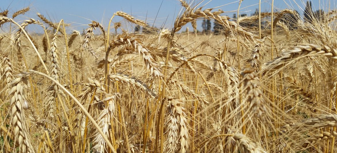 Czechy chcą zakazu importu zboża z Rosji