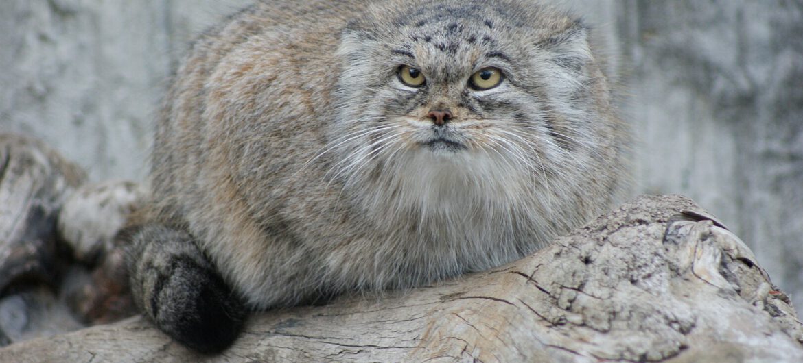 Taka matka, jaki syn. Kolejny polski manul zwycięża w popularnym plebiscycie