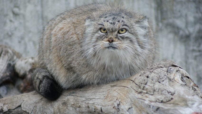 Taka matka, jaki syn. Kolejny polski manul zwycięża w popularnym plebiscycie