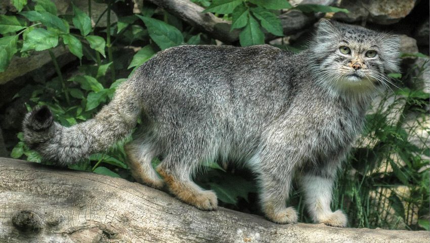 Polski manul walczy o finał w popularnym plebiscycie
