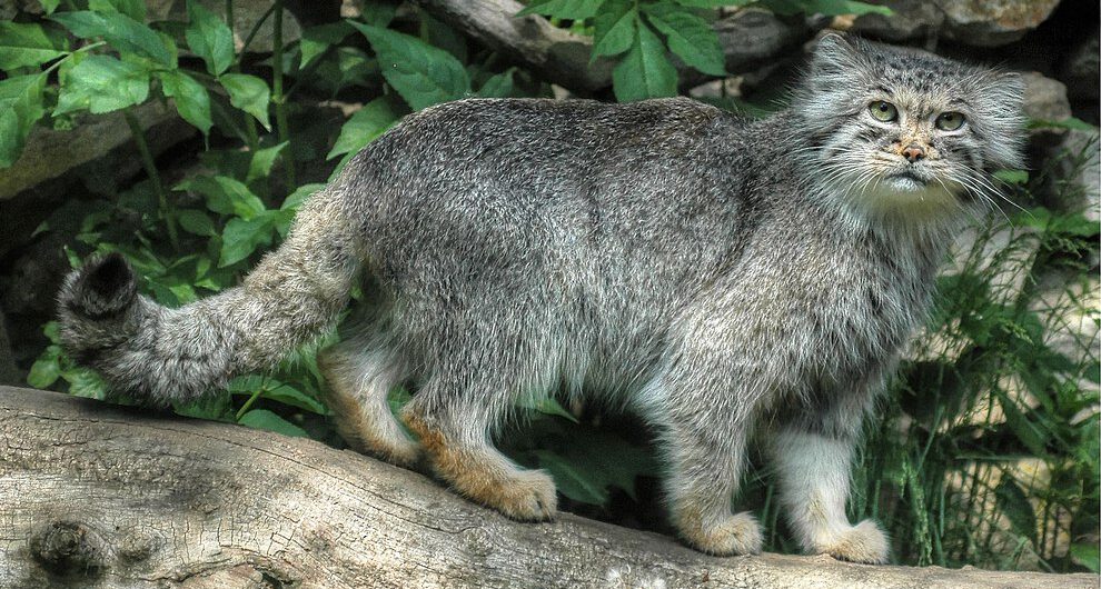 Polski manul walczy o finał w popularnym plebiscycie