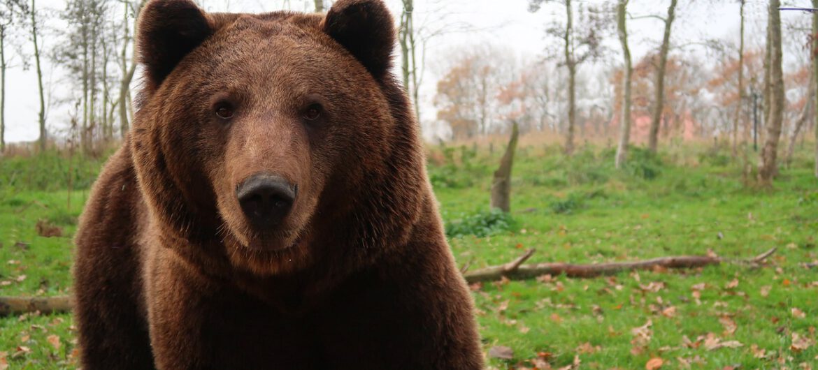 Niedźwiedź nachodzi wieś, gmina publikuje film i ostrzega mieszkańców