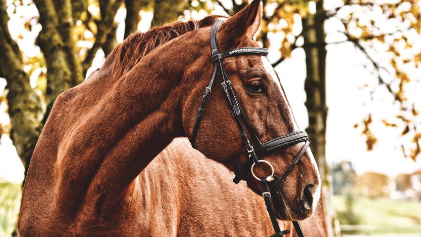 Woda odsłoniła makabryczny widok. Na posesji znaleziono zwłoki 500 koni